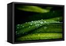 Canvas Black