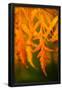 Essential Black