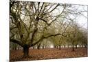 Wood Mount