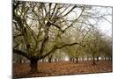 Wood Mount