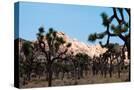 Stretched Canvas