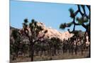 Wood Mount