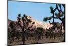 Wood Mount