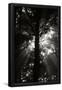 Essential Black