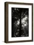Chelsea Forest Gray