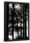 Essential Black