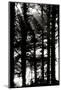 Wood Mount