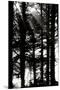 Wood Mount