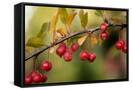 Canvas Black