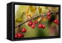Canvas Black