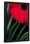 Essential Black