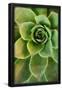 Essential Black