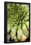 Essential Black