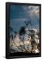 Essential Black