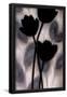 Essential Black