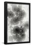 Essential Black