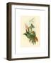 Eriocnemis Cupreiventris (Coppery Vented Puff Leg)-Richter & Gould-Framed Giclee Print