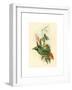 Eriocnemis Cupreiventris (Coppery Vented Puff Leg)-Richter & Gould-Framed Giclee Print