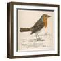 Erithacus Rubecula-Reverend Francis O. Morris-Framed Art Print