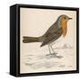 Erithacus Rubecula-Reverend Francis O. Morris-Framed Stretched Canvas