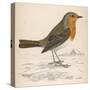 Erithacus Rubecula-Reverend Francis O. Morris-Stretched Canvas