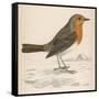 Erithacus Rubecula-Reverend Francis O. Morris-Framed Stretched Canvas