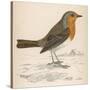 Erithacus Rubecula-Reverend Francis O. Morris-Stretched Canvas