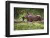 Eritrean Warthog (Phacochoerus Africanus Aeliani) Scratching on a Log-Gabrielle and Michael Therin-Weise-Framed Photographic Print