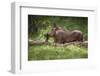 Eritrean Warthog (Phacochoerus Africanus Aeliani) Scratching on a Log-Gabrielle and Michael Therin-Weise-Framed Photographic Print