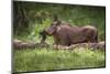 Eritrean Warthog (Phacochoerus Africanus Aeliani) Scratching on a Log-Gabrielle and Michael Therin-Weise-Mounted Photographic Print