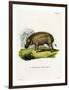 Eritrean Warthog-null-Framed Giclee Print