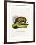 Eritrean Warthog-null-Framed Giclee Print