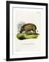 Eritrean Warthog-null-Framed Giclee Print