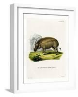 Eritrean Warthog-null-Framed Giclee Print