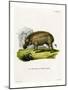 Eritrean Warthog-null-Mounted Giclee Print