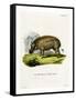 Eritrean Warthog-null-Framed Stretched Canvas