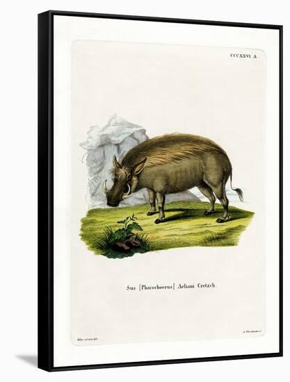 Eritrean Warthog-null-Framed Stretched Canvas