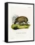 Eritrean Warthog-null-Framed Stretched Canvas