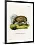 Eritrean Warthog-null-Framed Premium Giclee Print