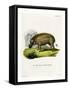 Eritrean Warthog-null-Framed Stretched Canvas