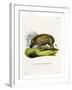 Eritrean Warthog-null-Framed Giclee Print