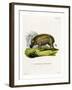 Eritrean Warthog-null-Framed Giclee Print