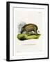 Eritrean Warthog-null-Framed Giclee Print