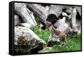 Ermine, Big Weasel-Reiner Bernhardt-Framed Stretched Canvas