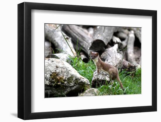 Ermine, Big Weasel-Reiner Bernhardt-Framed Photographic Print