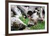 Ermine, Big Weasel-Reiner Bernhardt-Framed Photographic Print