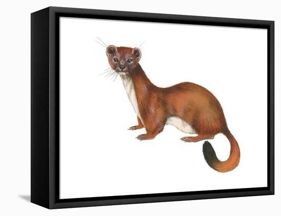 Ermine (Mustela), Weasel, Mammals-Encyclopaedia Britannica-Framed Stretched Canvas