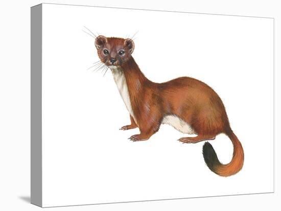 Ermine (Mustela), Weasel, Mammals-Encyclopaedia Britannica-Stretched Canvas