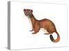 Ermine (Mustela), Weasel, Mammals-Encyclopaedia Britannica-Stretched Canvas