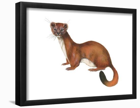 Ermine (Mustela), Weasel, Mammals-Encyclopaedia Britannica-Framed Poster